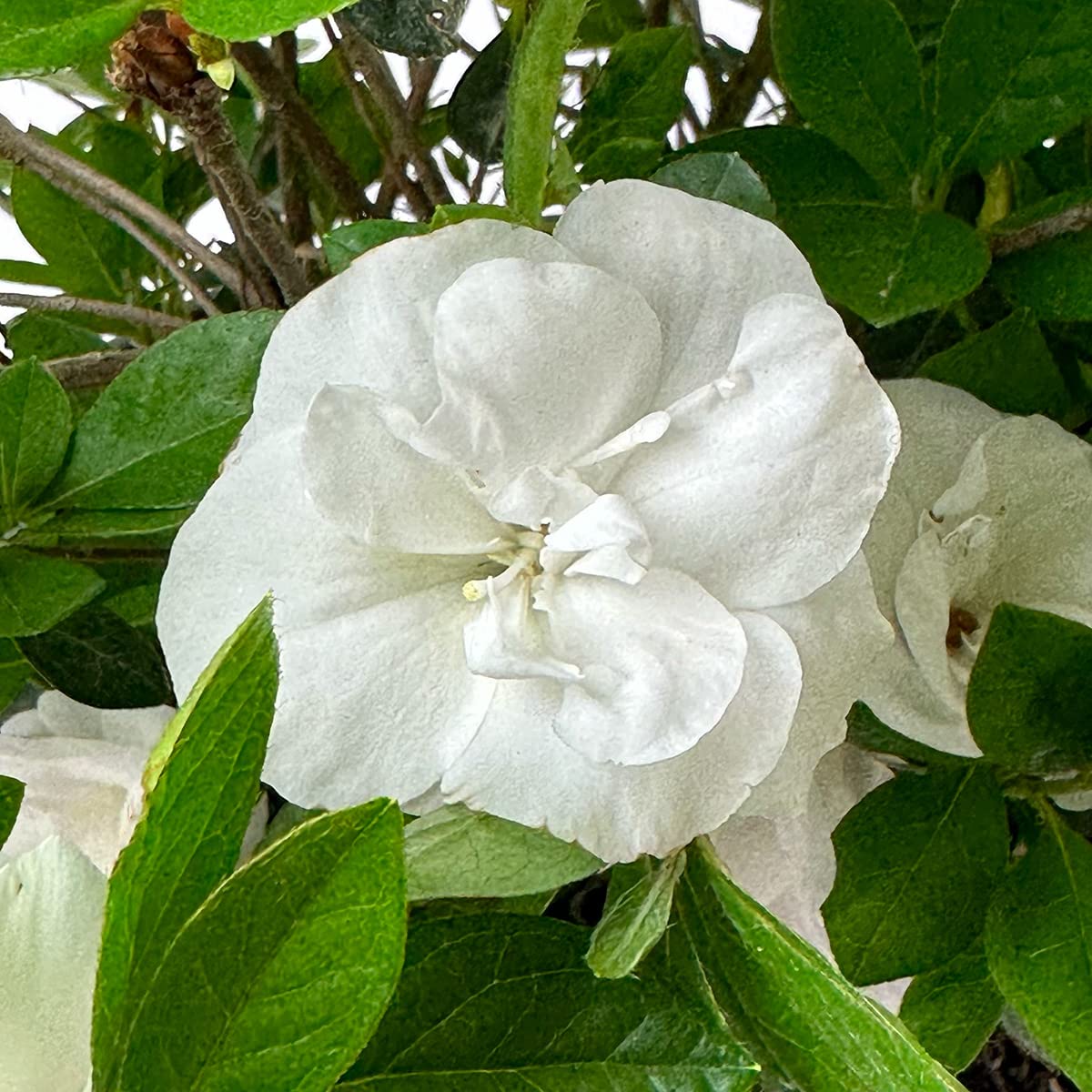 Live Evergreen Flowering Shrub 3 Gallon U69690