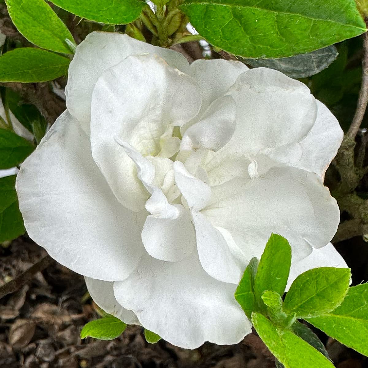 Live Evergreen Flowering Shrub 3 Gallon U69690