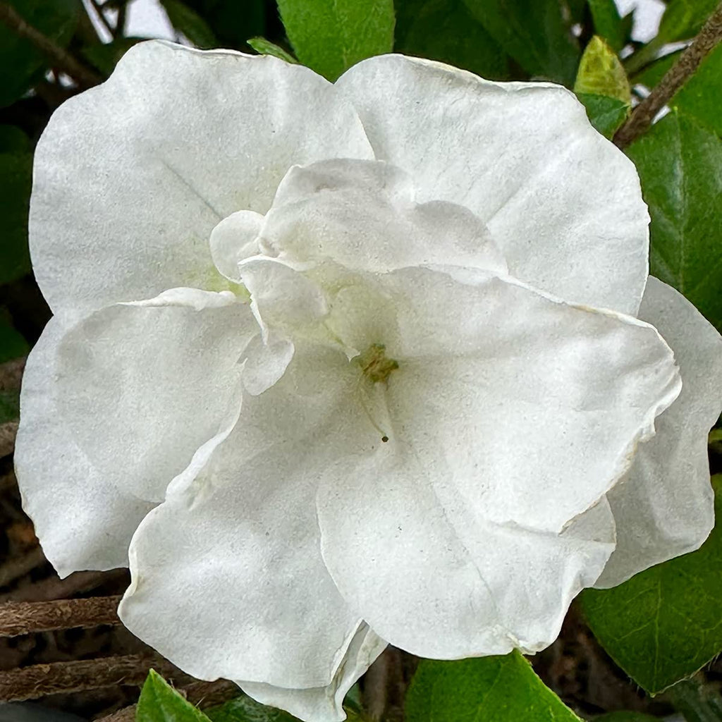 Live Evergreen Flowering Shrub 3 Gallon U69690