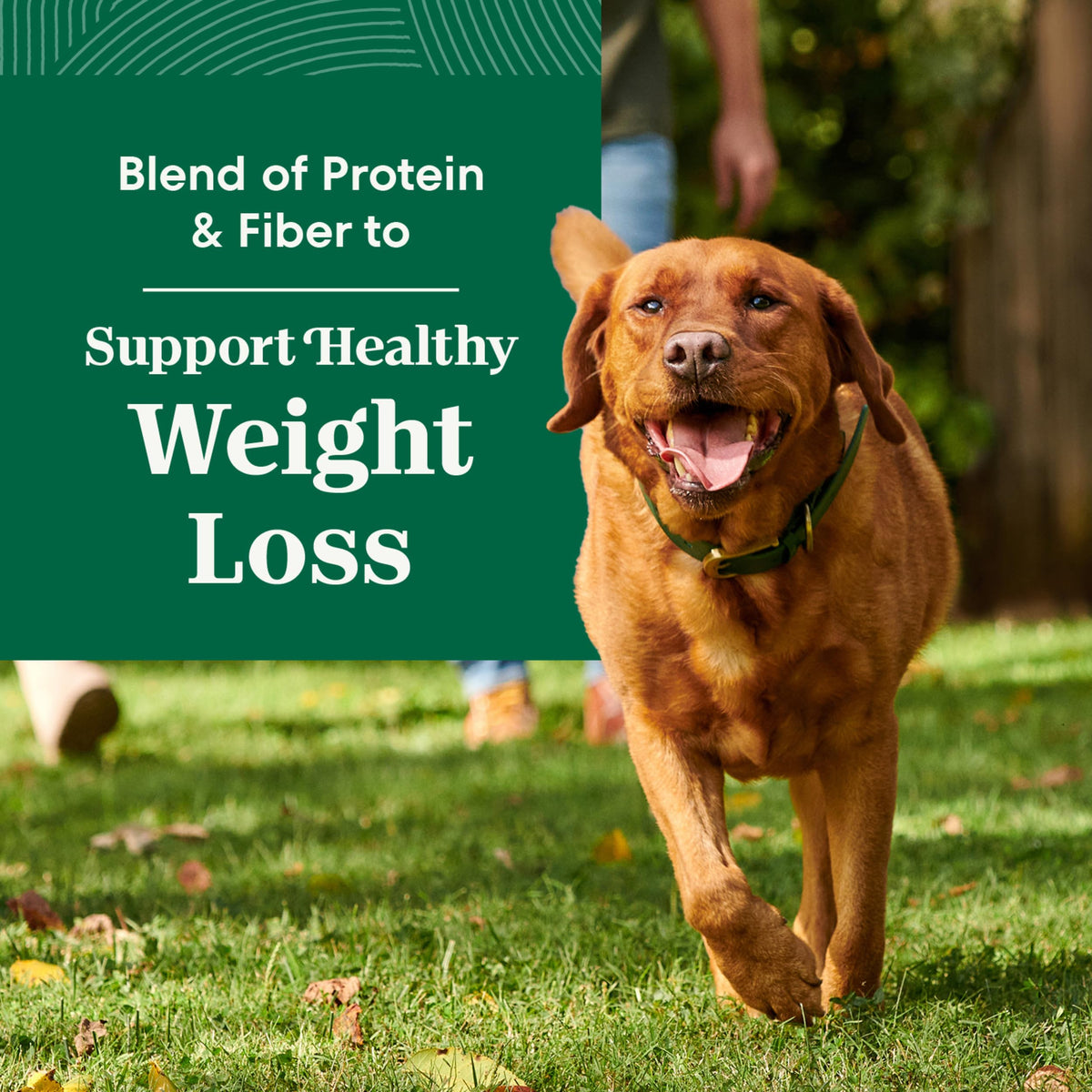 Healthy Weight Chicken & Rice Dry Dog Food 30 lb F489