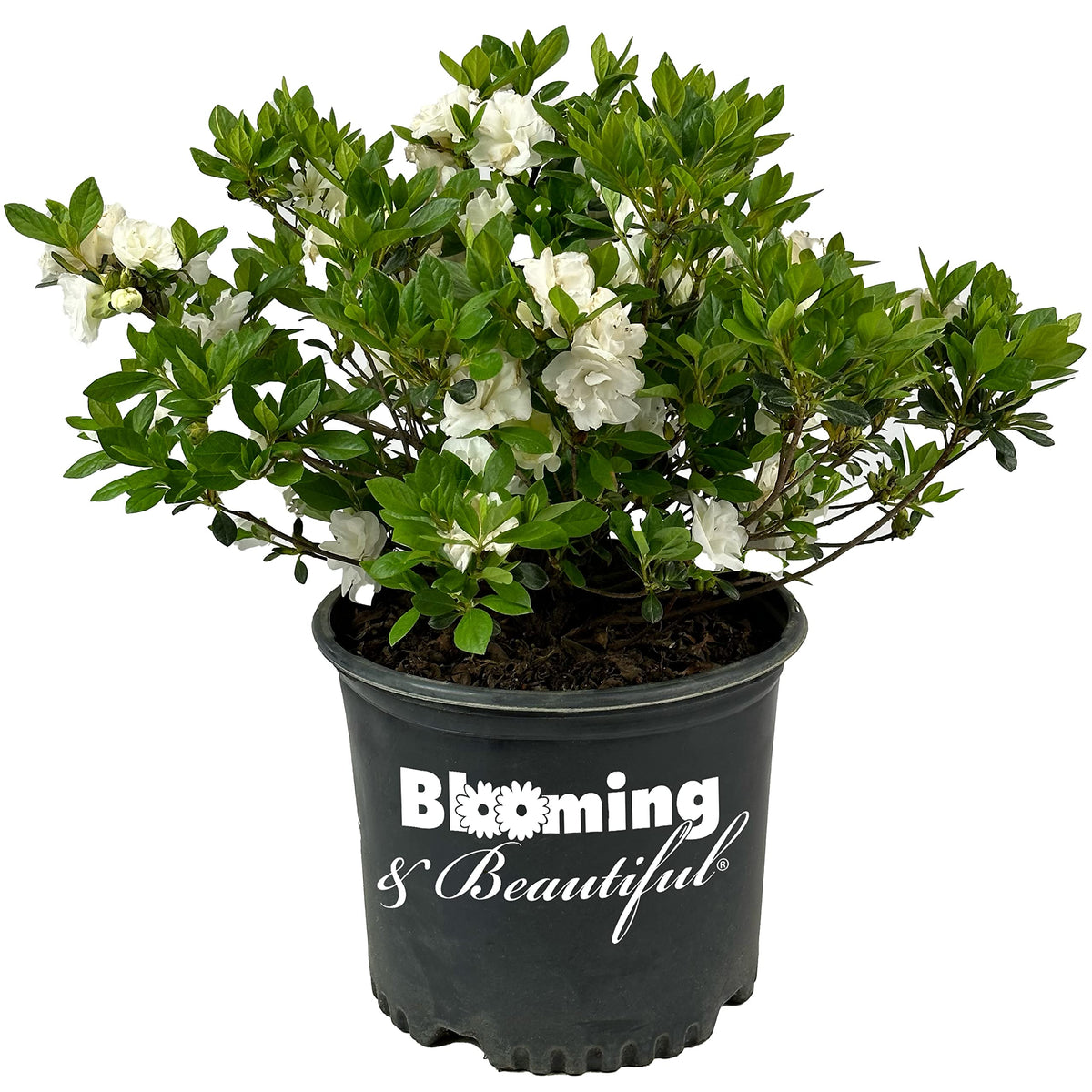 Live Evergreen Flowering Shrub 3 Gallon U69690